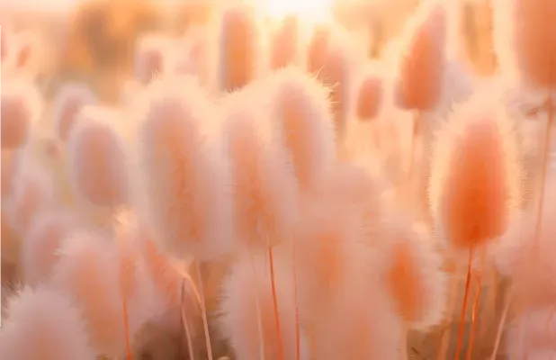 màu sắc của năm 2024 là màu 13-1023 Peach Fuzz